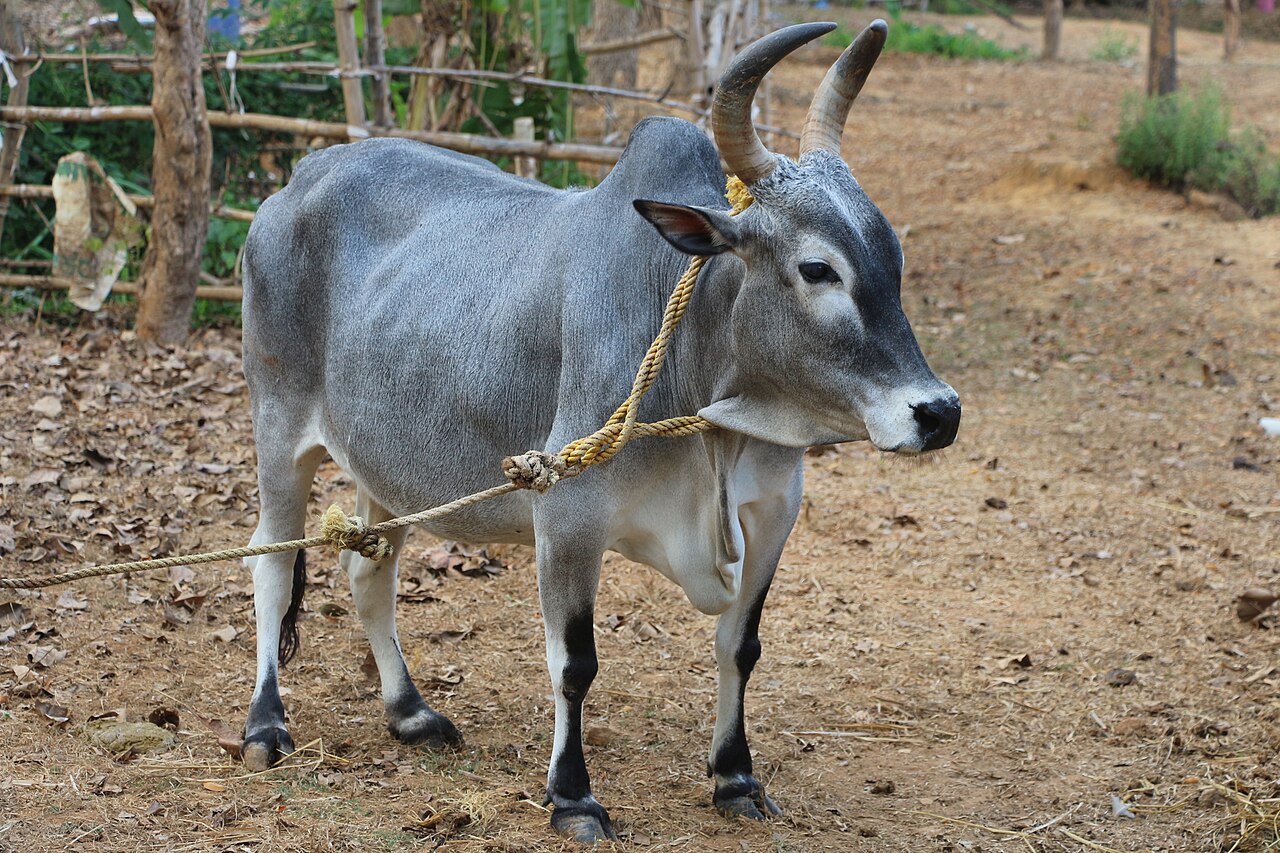 A Kangayam bull