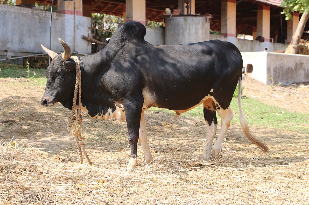 Umblachery cattle